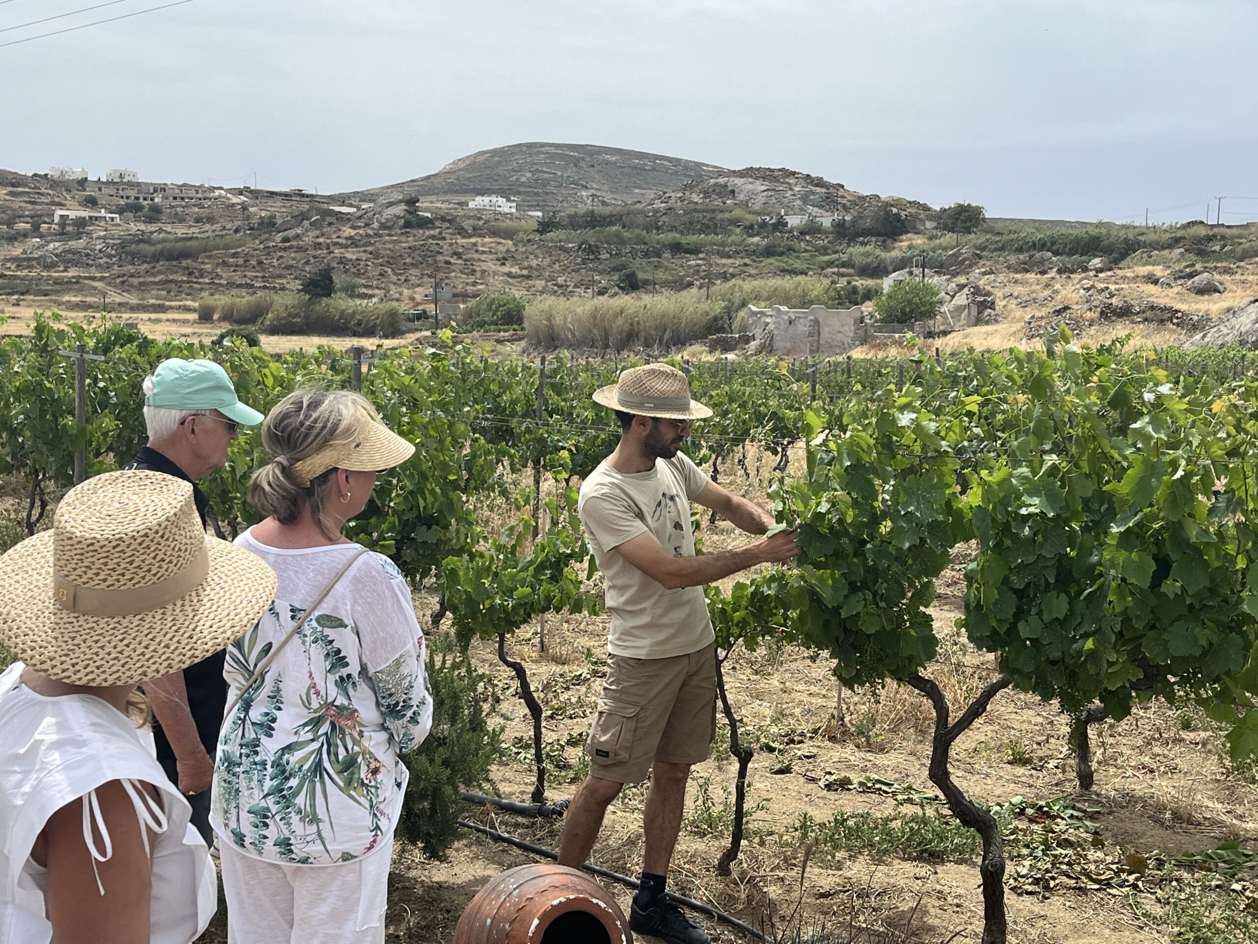 Naxos Terroir: Vineyard & Winery Visit with Tastings